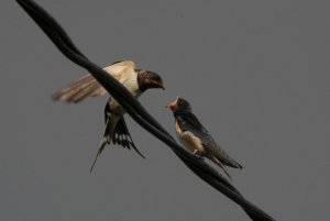 Barn Swallow