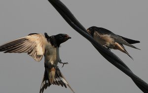Barn Swallow feeding baby