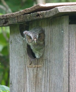 Eastern Screech Owl