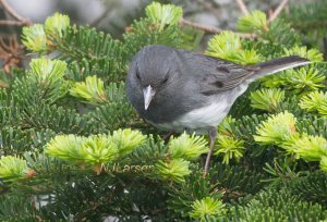 Dark-eyed Junco