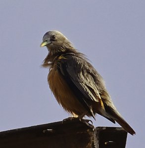 Watching, from a cell phone tower.