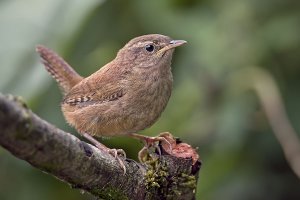 Wren