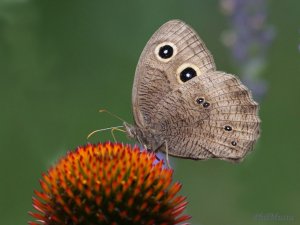 Wood Nymph