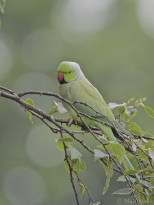 Ring-necked Parakeet