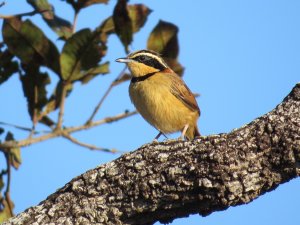 Collared Crescentchest