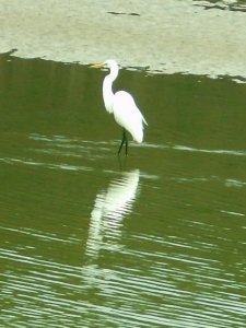 Geat Egret