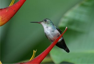 Blue-chested Hummingbird