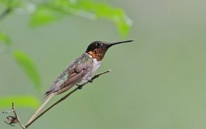 Ruby-throated Hummingbird