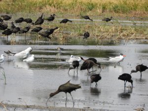 Caspian terns