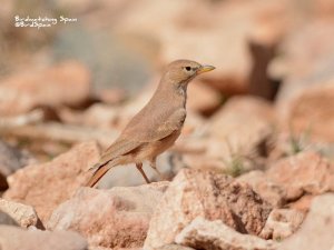 Desert Lark