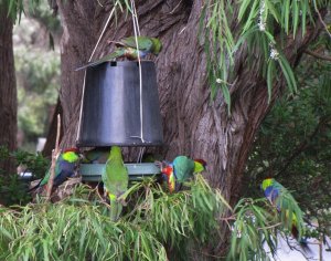 Red capped Parrots