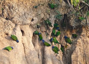 Blue-headed and Orange-cheeked Parrots