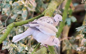 Eurasian Collared Doves