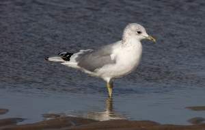 Common Gull