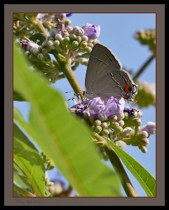 Gray Hairstreak