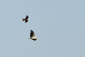 Kites vs Sea Eagle 1