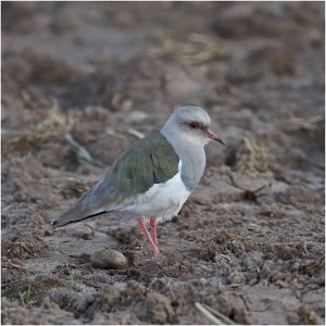 Andean Lapwing