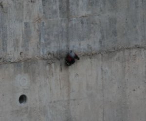 wallcreeper