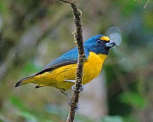 Green-throated Euphonia