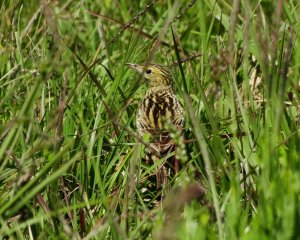 Ochre-breasted Pipit