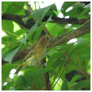 Golden-fronted Greenlet