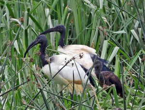 Sacred Ibis