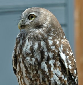 Owl - Australia