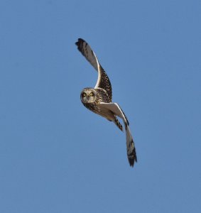 Short eared owl