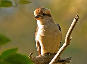 Laughing Kookaburra