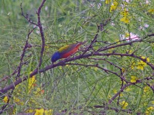 Painted Bunting