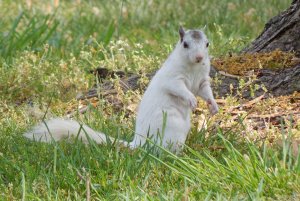 White Squirrel