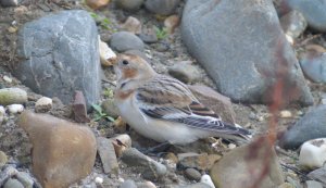 Snow Bunting (Plectrophenax nivalis)