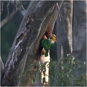 White-bellied Parrots