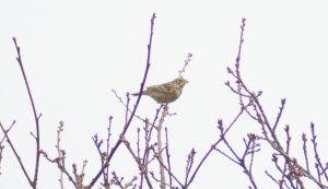 Corn Bunting (Emberiza calandra)