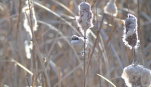 Penduline Tit (Remiz pendulinus)