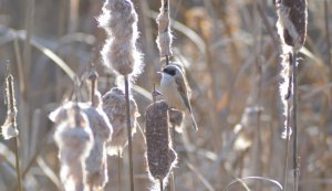 Penduline Tit (Remiz pendulinus)