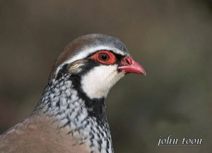 red  legged partridge