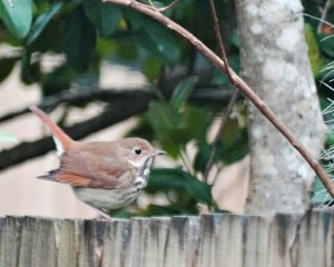 Hermit Thrush