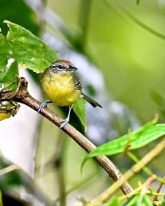 female Yellow-breasted Antwren