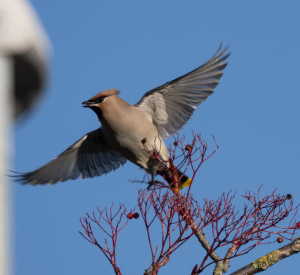 Waxwing take off