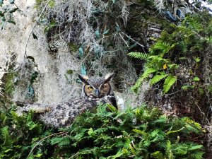 Great Horned Owl