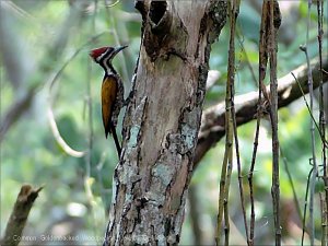 Common Goldenback(commonFlameback)