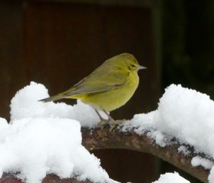 Warbler in Snow