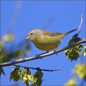 Orange-crowned Warbler