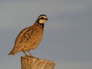 Northern Bobwhite