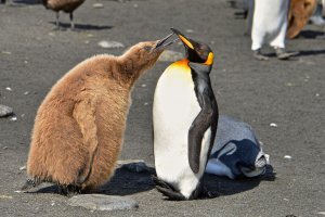 King Penguin