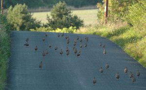 Wiltshire Road Runners Birders First Home Gets A Sack Of Corn !!!