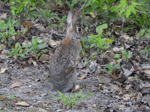 Eastern cottontail Rabbitt