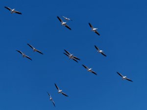 Pelican Air Armada