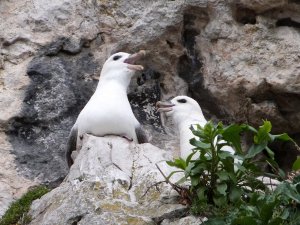 Fulmar